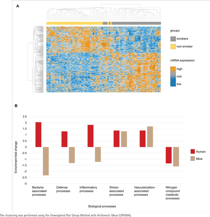 Mouse model validity for studying the impact of tobacco smoke on the human gut microbiota assessed via in silico and experimental approaches.