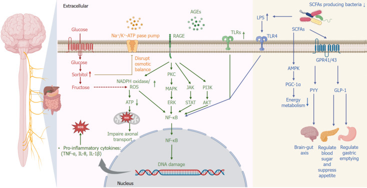 Diabetic gastrointestinal autonomic neuropathy: Integrating neuronal degeneration and gut microbial dysbiosis.