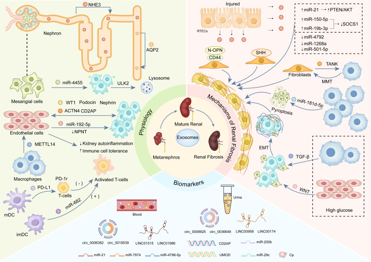 Exosomes and Renal Fibrosis: Diagnostic Value, Therapeutic Potential and Challenges.