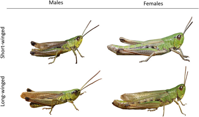 Phenotypic plasticity, heritability, and genotype-by-environment interactions in an insect dispersal polymorphism.