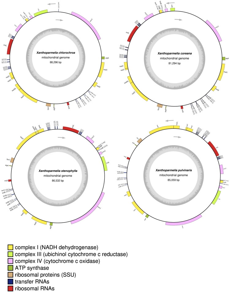 Characterization and phylogenetic analysis of the mitochondrial genomes of four <i>Xanthoparmelia</i> (Vain.) Hale lichen fungi.
