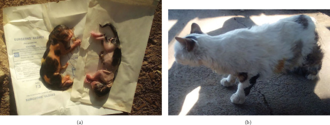 En Bloc Ovariohysterectomy for the Management of Feline Dystocia Due to Partial Primary Uterine Inertia: A Case Report.