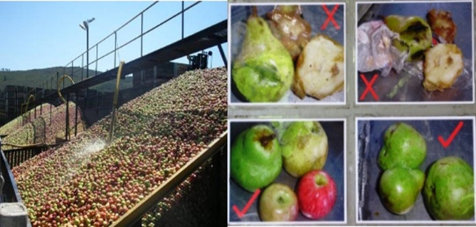 Biodegradation of patulin in apple juice by phosphoribosyl transferase (URA5): implications for food safety.