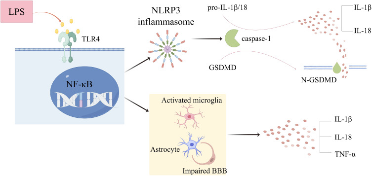 Natural Products from Chinese Medicine Targeting NF-κB Signaling: Emerging Therapeutic Avenues for Neurodegenerative Diseases.