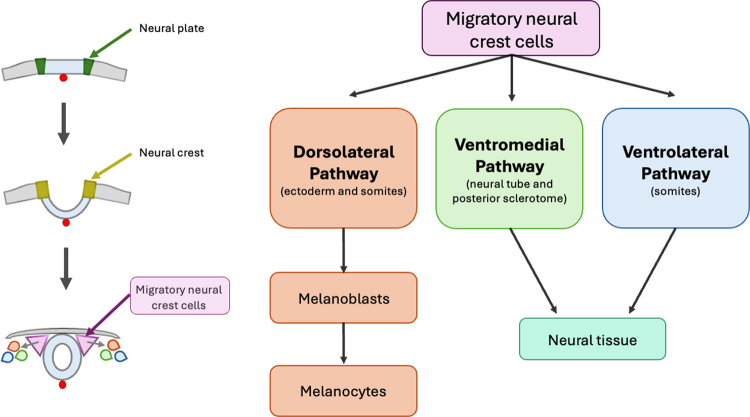 GNAQ mutation in primary spinal melanoma: illustrative case.