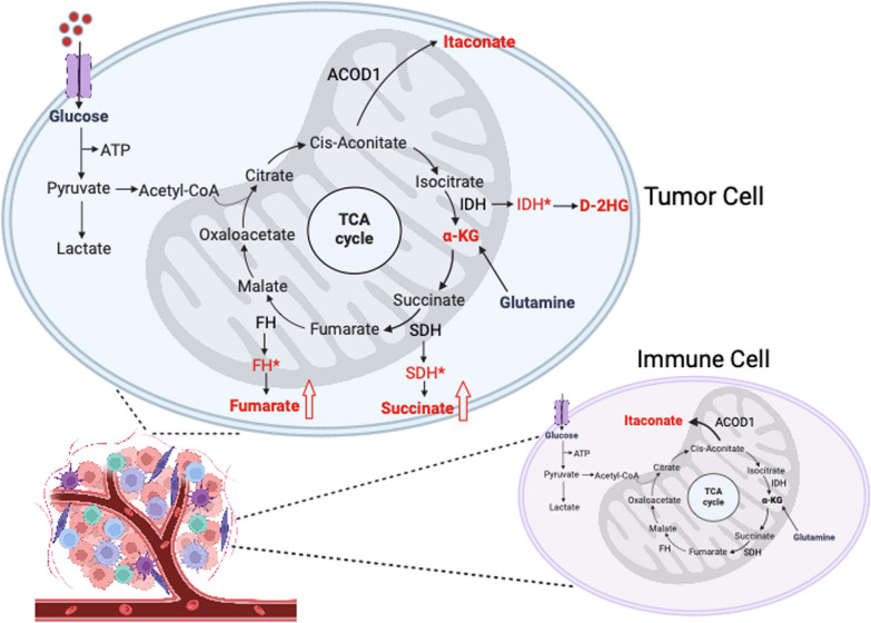 TCA cycle-derived oncometabolites in cancer and the immune microenvironment.