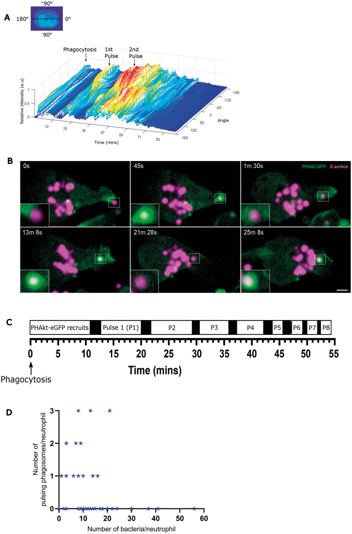 A subset of neutrophil phagosomes is characterised by pulses of Class I PI3K activity.