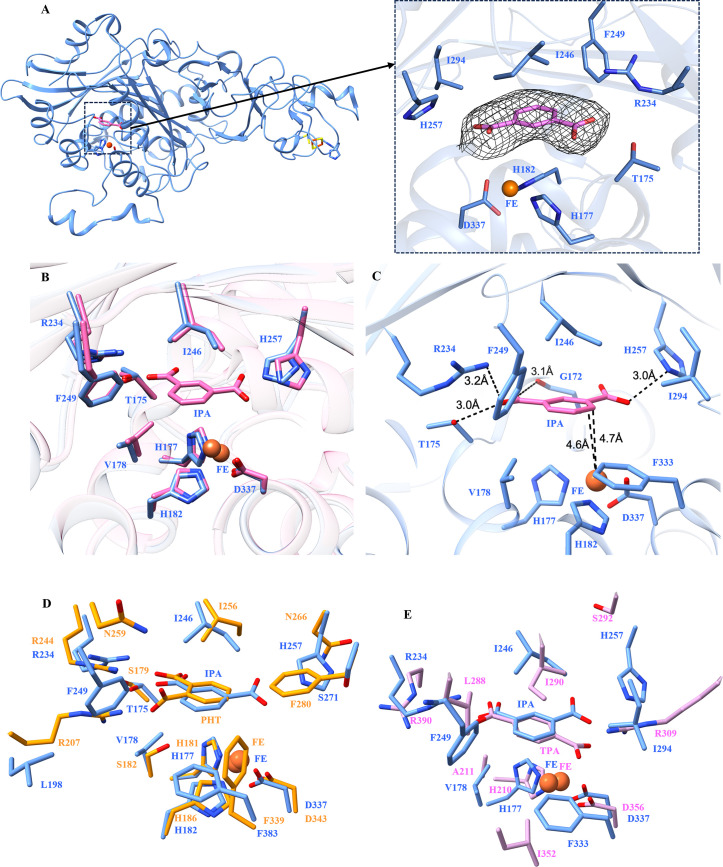 Structure-guided engineering of an aromatic ring-hydroxylating dioxygenase for broad-spectrum phthalate degradation.