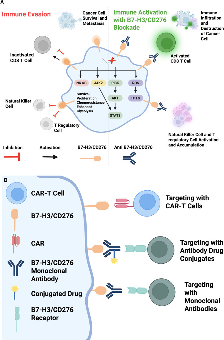 B7-H3/CD276: Novel Immune Checkpoint and Jack of All Trades.