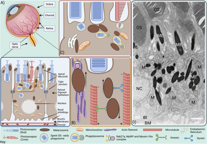 Specialised features of melanosomes in health and disease in the retinal pigment epithelium.