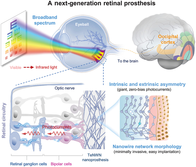 Beyond Vision Restoration: Broadband Retinal Nanoprosthetics with Tellurium Nanowire Networks.