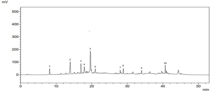 Phenolic screening, antioxidant activity and diuretic effect of Moroccan <i>Pinus pinaster</i> Bark extract.