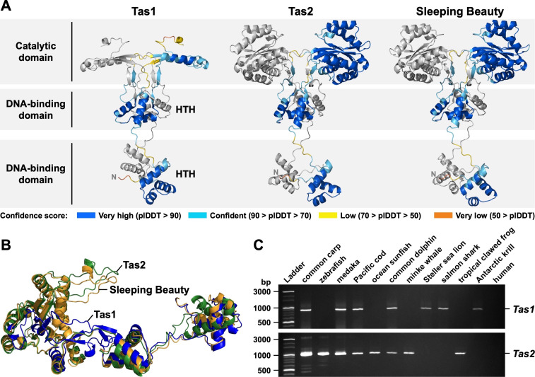 Possible Horizontal Gene Transfer of Novel Transposable Elements in <i>Anisakis simplex</i> between Hosts and Parasites.