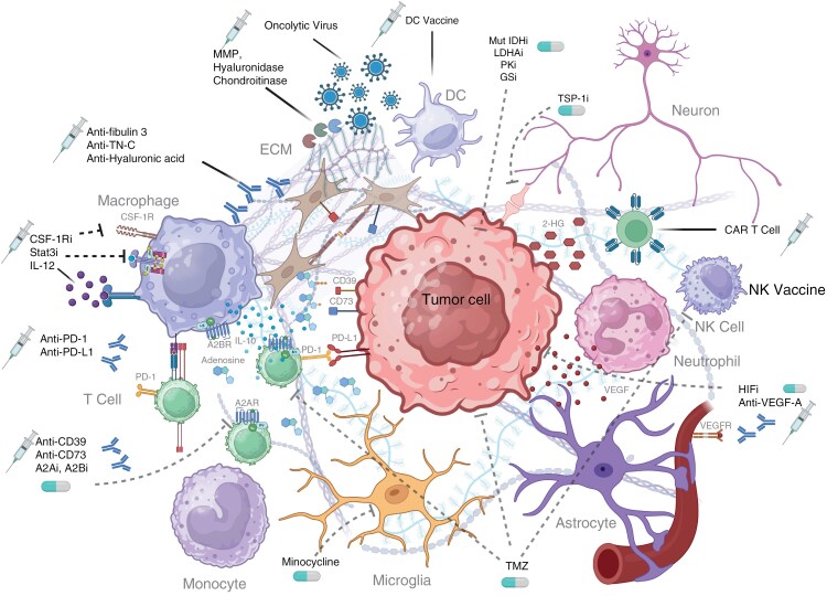 The glioma microenvironment and its impact on antitumor immunity.
