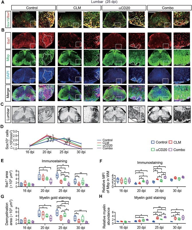 Combination therapy dramatically promotes remyelination.