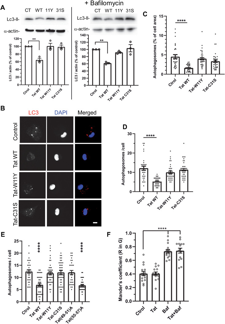 HIV-1 Tat favors the multiplication of Mycobacterium tuberculosis and Toxoplasma by inhibiting clathrin-mediated endocytosis and autophagy.