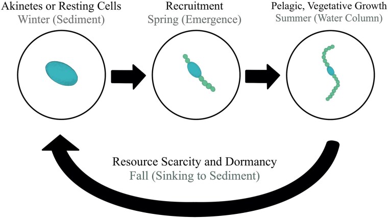 Multiple environmental stressors mediate cyanobacteria recruitment in microcosms simulating spring conditions from two Midwest US hypereutrophic reservoirs.