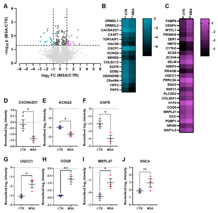 Proteomics of Patient-Derived Striatal Medium Spiny Neurons in Multiple System Atrophy.