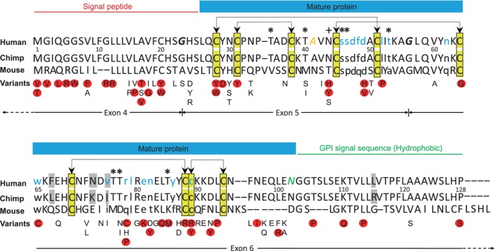 Genetic variants in the CD59 gene: An exploratory study of large genome databases.