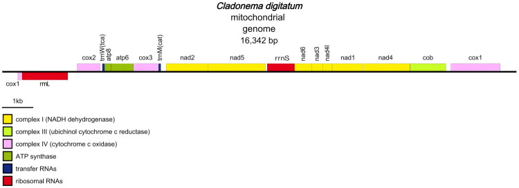 The mitochondrial genome of an invasive hydromedusa: <i>Cladonema digitatum</i> Fang et al., 2022 (Cnidaria: Hydrozoa).