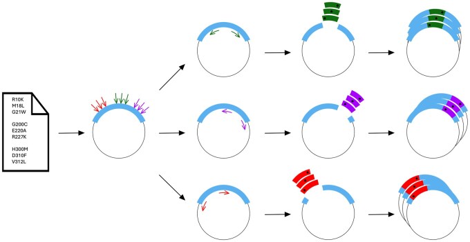 PyVADesign: a python-based cloning tool for one-step generation of large mutant libraries.
