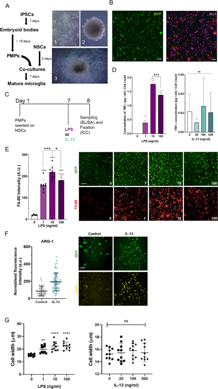 Forced polarisation of microglia by IL-13 is modified by inflammatory and microenvironmental context.