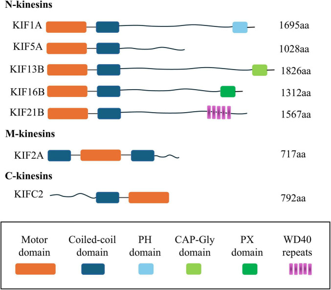 Research progress of kinesin family in neurological diseases.