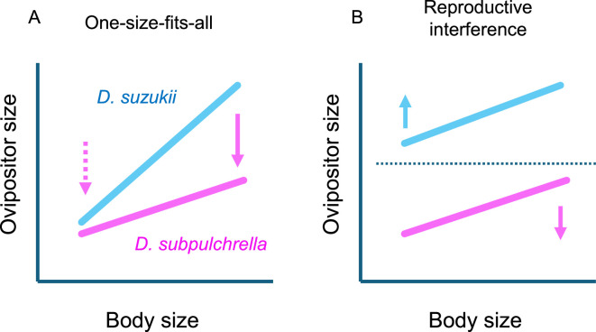 Scaling of ovipositor size in two species of <i>Drosophila</i>: altered genital coupling mechanisms and evolution of allometric slopes.