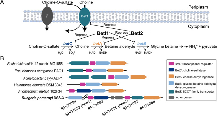 Novel regulatory mechanism of choline-O-sulfate and choline catabolism by two BetIs in Alphaproteobacteria.