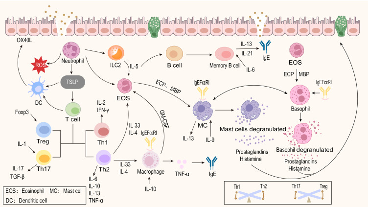 Potential Mechanisms of Traditional Chinese Medicine for the Treatment of Allergic Rhinitis: Evidence from Molecular and Clinical Studies.