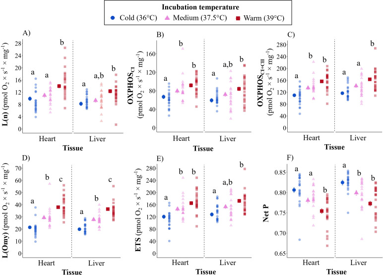 Incubation temperature shapes growth and mitochondrial metabolism across embryonic development in Japanese quail.