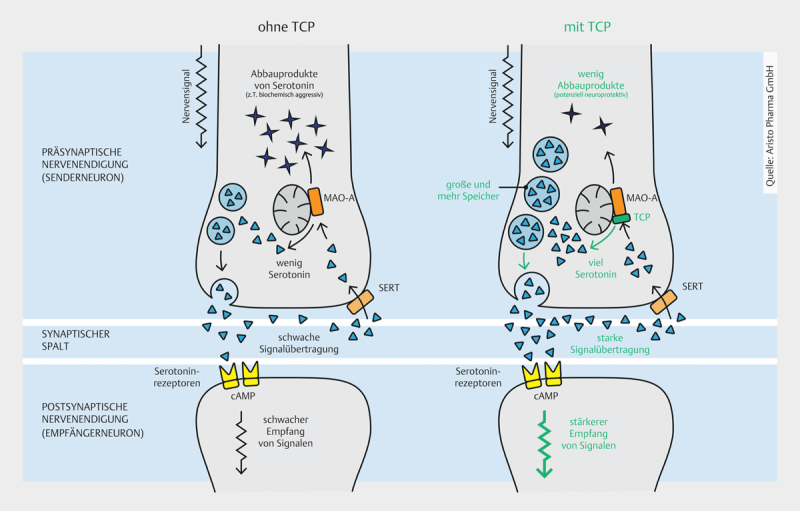 [Psychopharmacotherapy with the MAO-inhibitor Tranylcypromine Key Aspects and Trends in Theory and Practice].