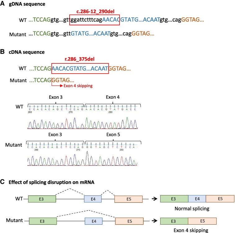 Searching for Monogenic Autoimmune Etiology in Patients With Type 1 Diabetes Onset Before 30 Months of Age.