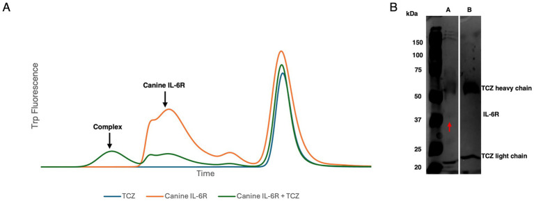 Tocilizumab binds to canine IL-6 receptor and elicits <i>in-vitro</i> inhibitory biological response.