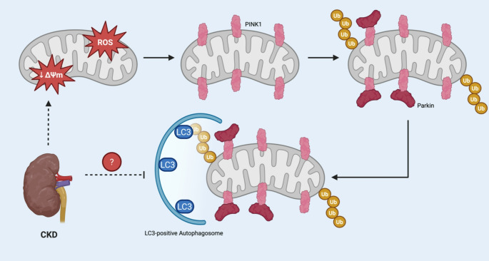 Recharging the Powerhouse: Mitochondrial Dysfunction and Therapy in Cardiorenal Syndrome Type 4.