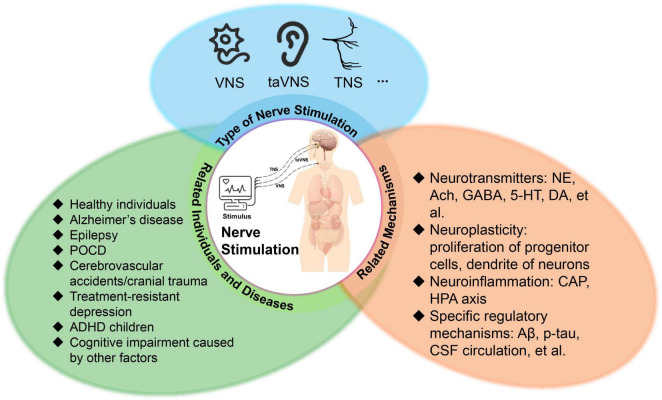 Associations between peripheral nerve stimulation and cognitive performance: insights from healthy individuals and various disease pathologies.