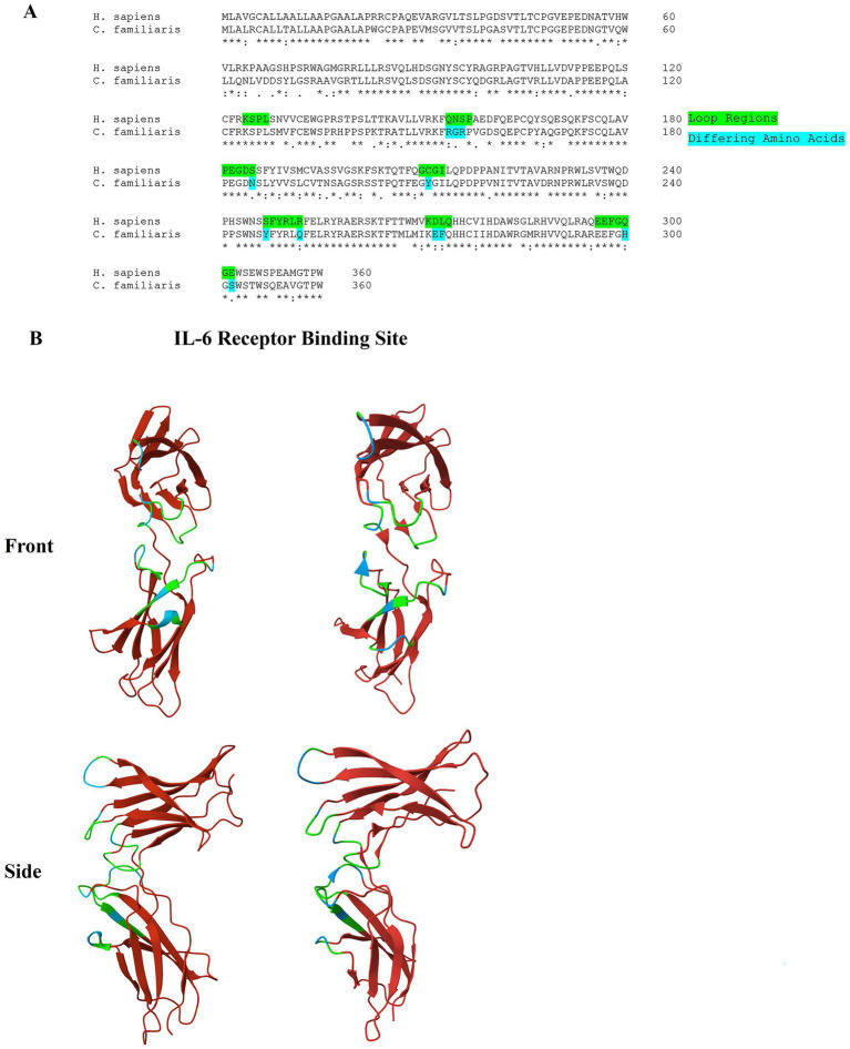 Tocilizumab binds to canine IL-6 receptor and elicits <i>in-vitro</i> inhibitory biological response.