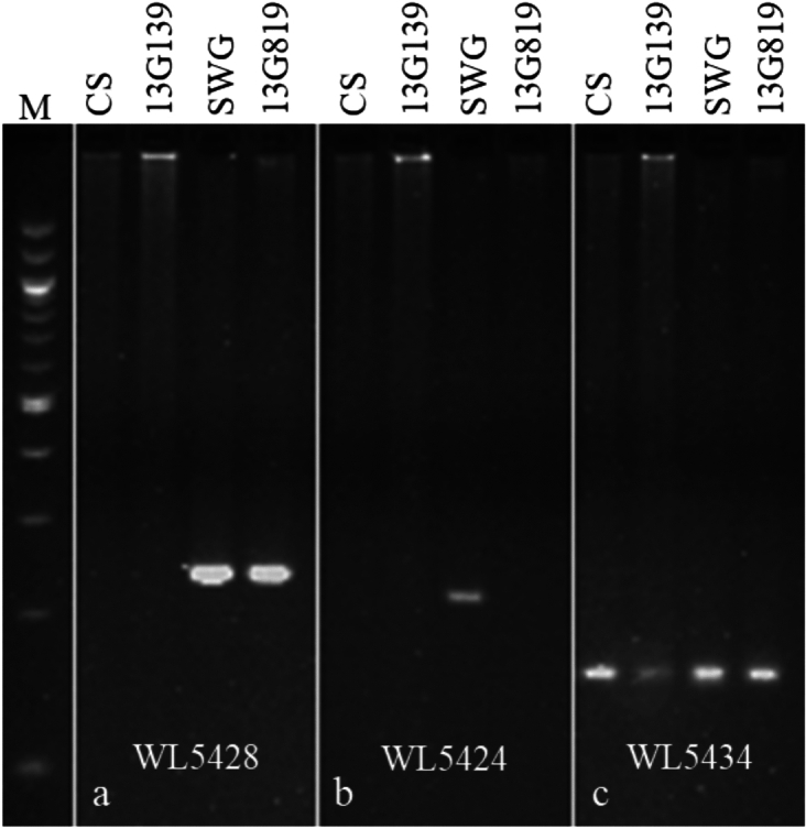 Genomics-enabled dissection of sea wheatgrass genome for advancing wheat genetic resources.