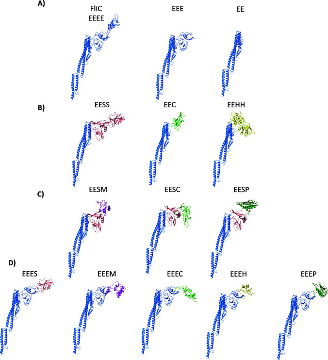 Rescue of bacterial motility using two- and three-species FliC chimeras.