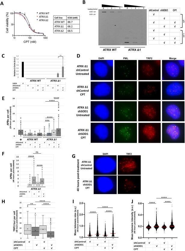 Silencing of SOD1 sensitises ATRX-deficient cells to camptothecin treatment through increased activity of the alternative lengthening of telomeres pathway.