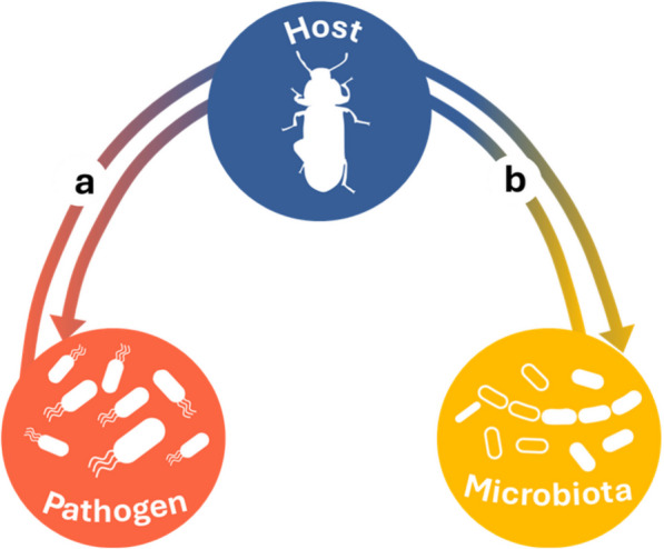Immune-mediated indirect interaction between gut microbiota and bacterial pathogens.