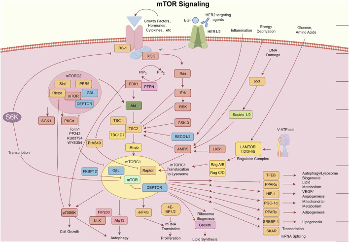 The role of everolimus in malignant bone tumor therapy: Molecular mechanisms, preclinical evidence, and advances in clinical applications.