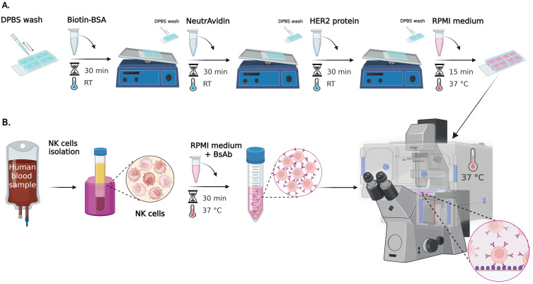 Quantitative Microscopy for Cell-Surface and Cell-Cell Interactions in Immunology.