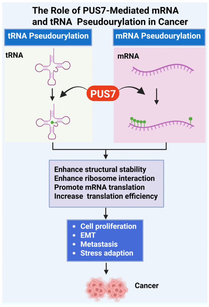 Pseudouridine Synthase 7 in Cancer: Functions, Mechanisms, and Therapeutic Potential.