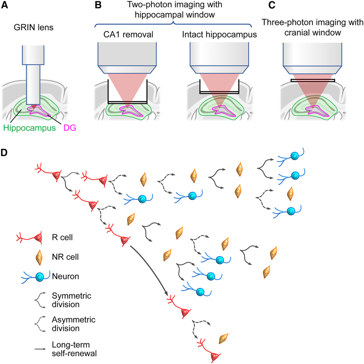 Advances in intravital imaging of adult neurogenesis in mice.