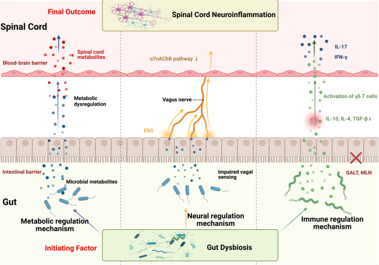 Gut-Spinal Cord Axis in Spinal Cord Injury: Bidirectional Inflammatory Mechanisms and Microbiota-Targeted Therapeutic Strategies.