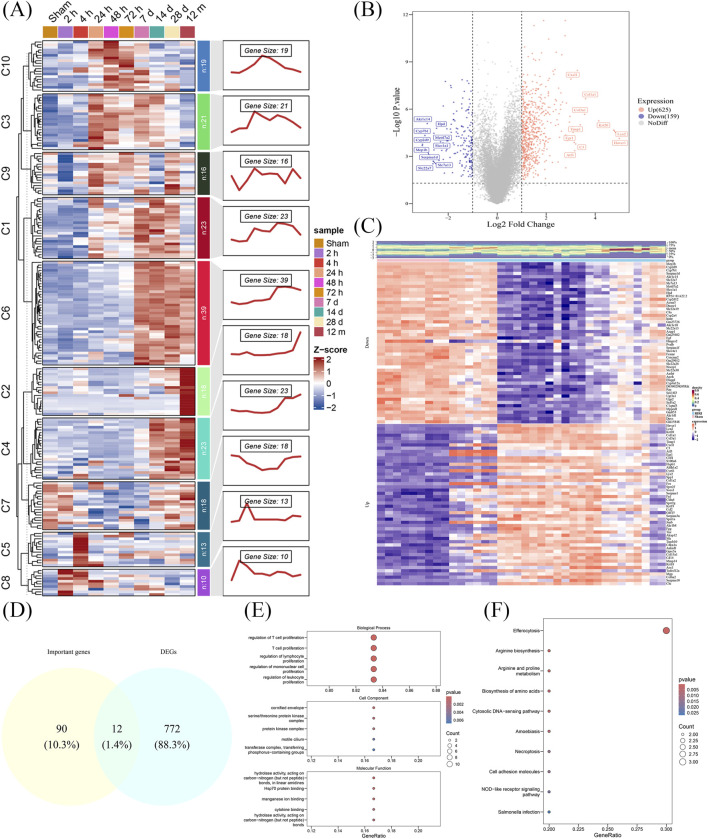<i>ANXA1</i> and <i>ARG2</i> drive T cell proliferation in ischemia-reperfusion injury: integrated bulk and single-cell transcriptomic analysis.