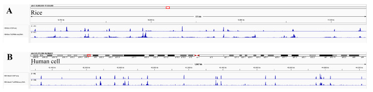 Simultaneous Capture of Chromatin-Associated RNA and Global RNA-RNA Interactions With Reduced Input Requirements.