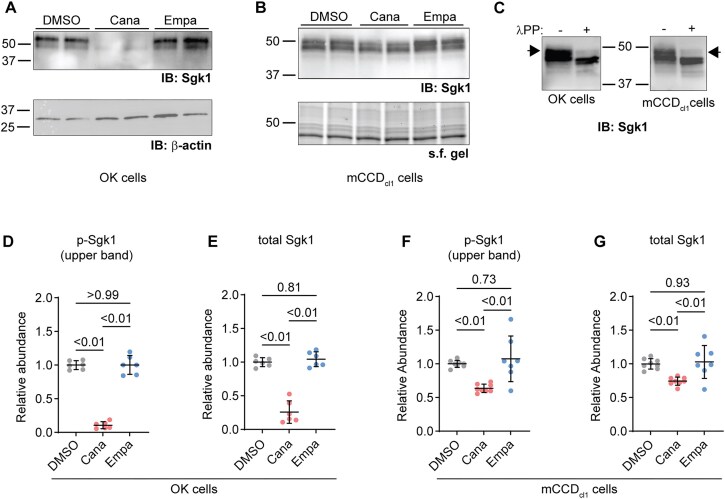 Canagliflozin Inhibits Electrogenic Na+ Transport in Mouse Cortical Collecting Duct Cells.