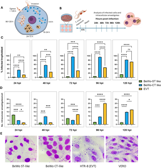 Differential susceptibility of human placental trophoblasts to Trypanosoma cruzi infection.